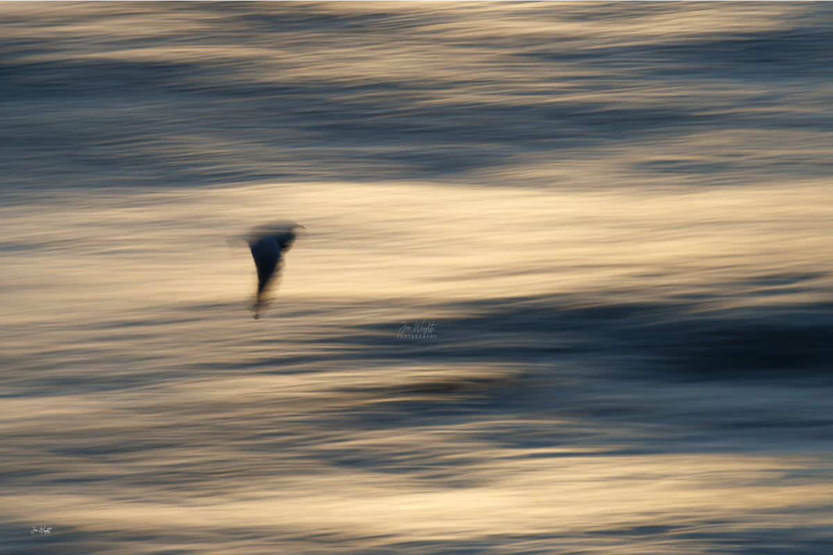 A dark gull gliding across soft blurred bands of gold and deep blue water, a slow shutter abstract wall print.