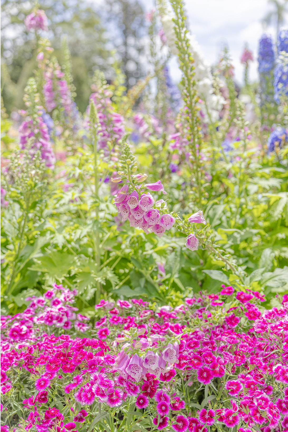 Pink foxgloves and blue delphiniums rising above a bed of magenta pinks in a soft green garden, a floral wall print.