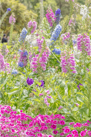 Tall pink foxglove and blue delphinium spikes above a band of magenta pinks, soft green garden behind, a floral wall print.