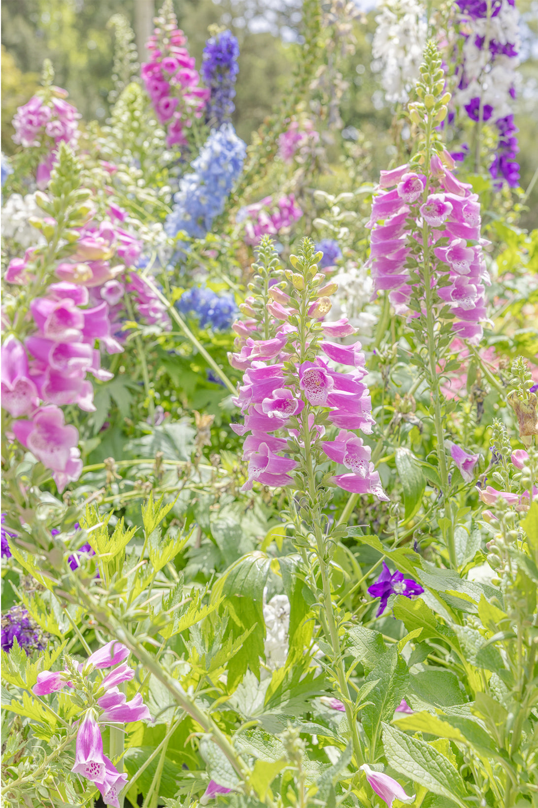 A pink foxglove spire in bright sun beside blue and purple delphiniums and fresh green leaves, a floral wall print.