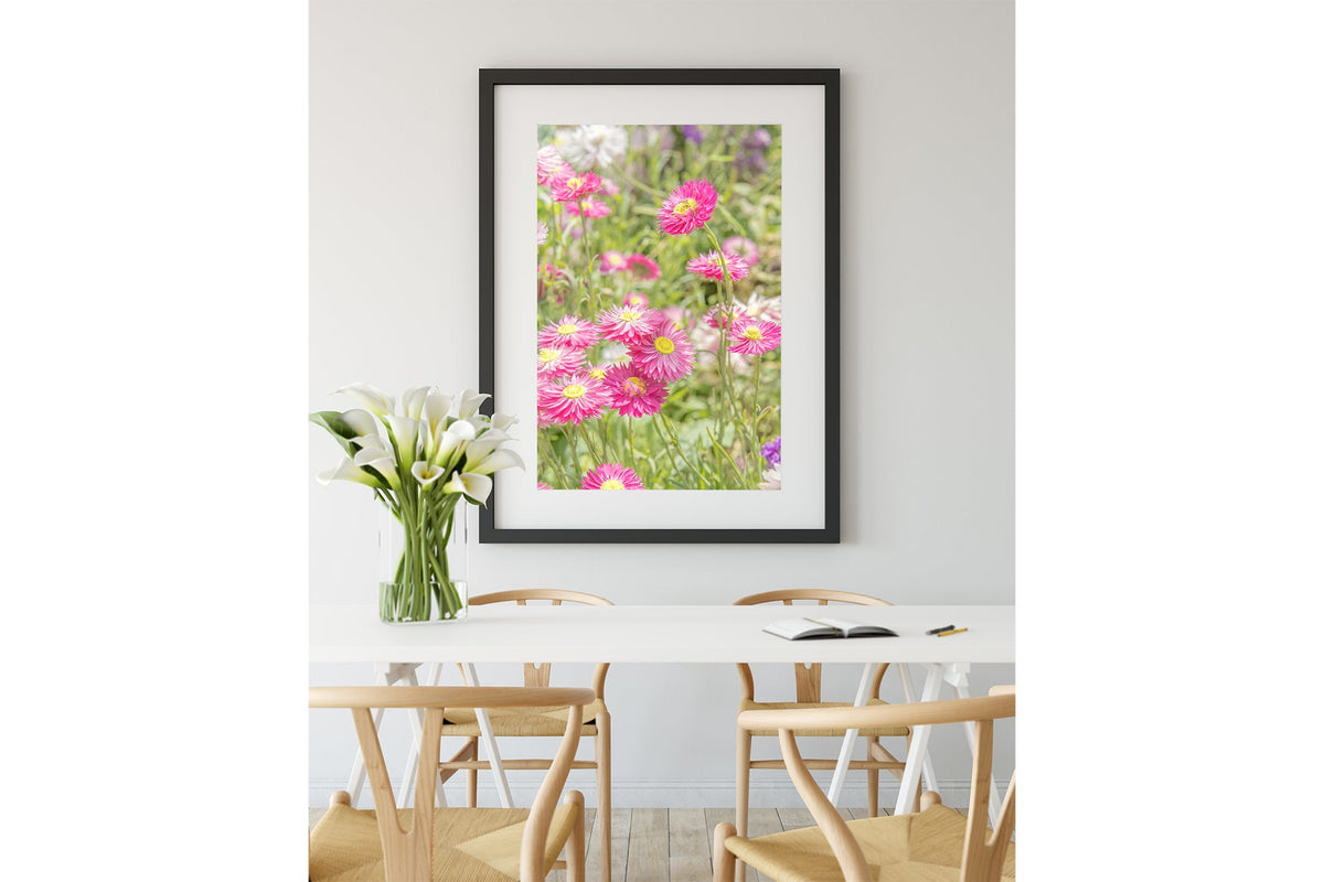 Pink strawflower print shown framed in black.