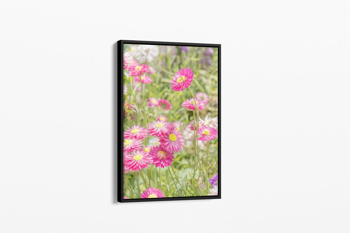 Pink strawflower print shown as a canvas in a black float frame.