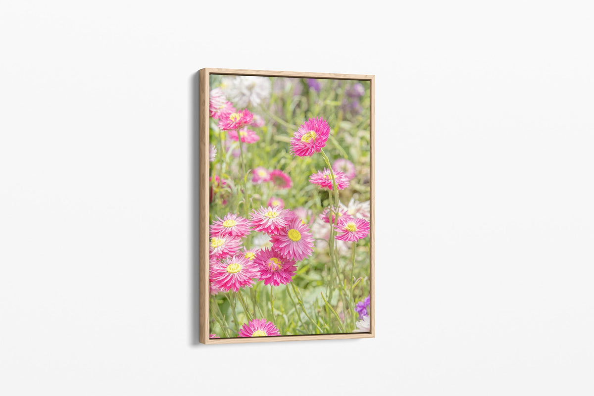Pink strawflower print shown as a canvas in an oak float frame.