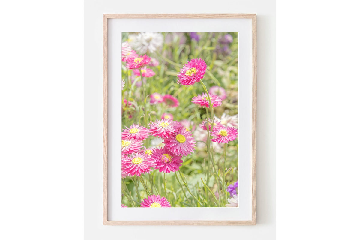 Pink strawflower print shown framed in oak with a white mat.