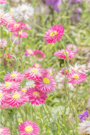 Vivid pink strawflowers with bright yellow centres against soft green, white and purple blur, a floral wall print.