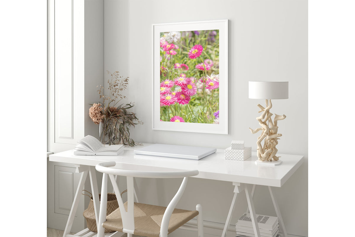 Pink strawflower print shown framed in white.
