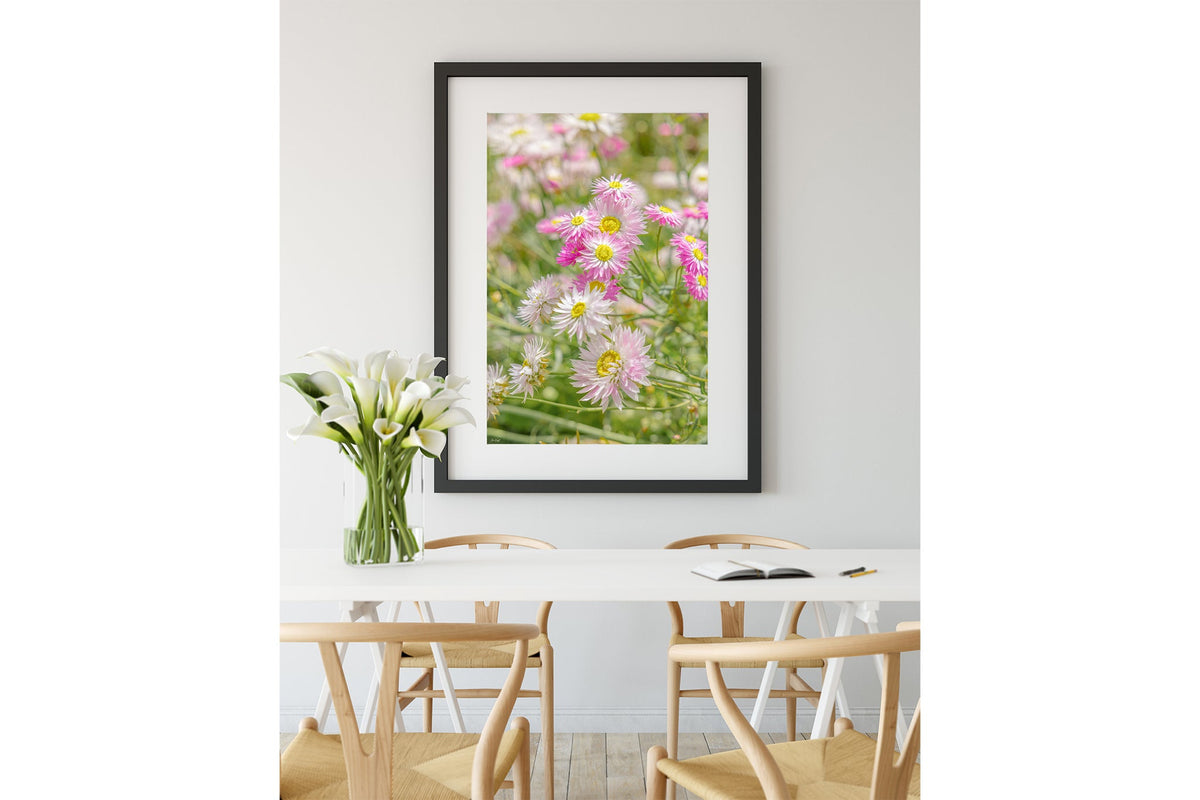 Blush strawflower print shown framed in black.