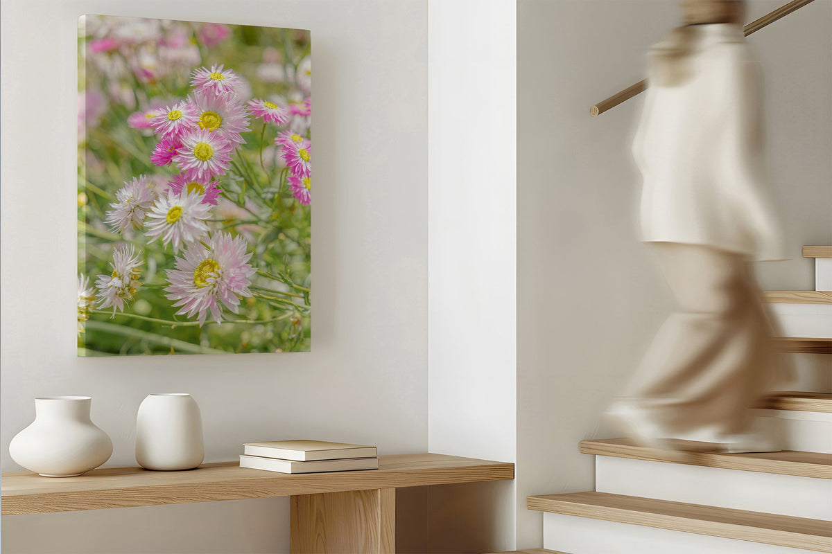 Blush strawflower print shown as a canvas print.