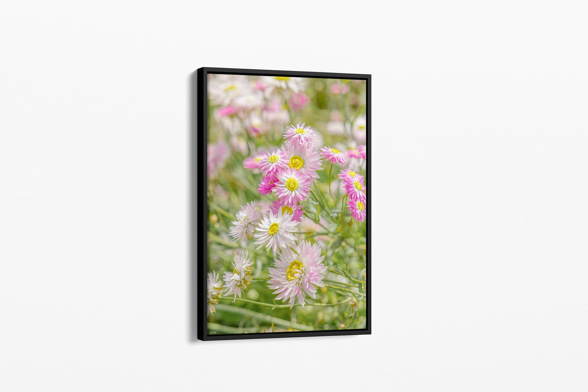 Blush strawflower print shown as a canvas in a black float frame.