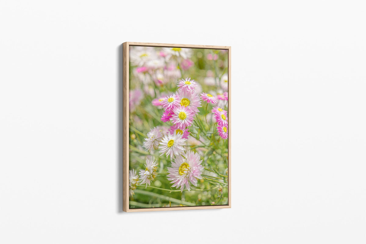 Blush strawflower print shown as a canvas in an oak float frame.