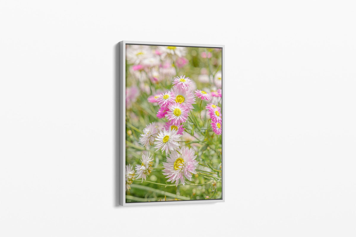 Blush strawflower print shown as a canvas in a white float frame.
