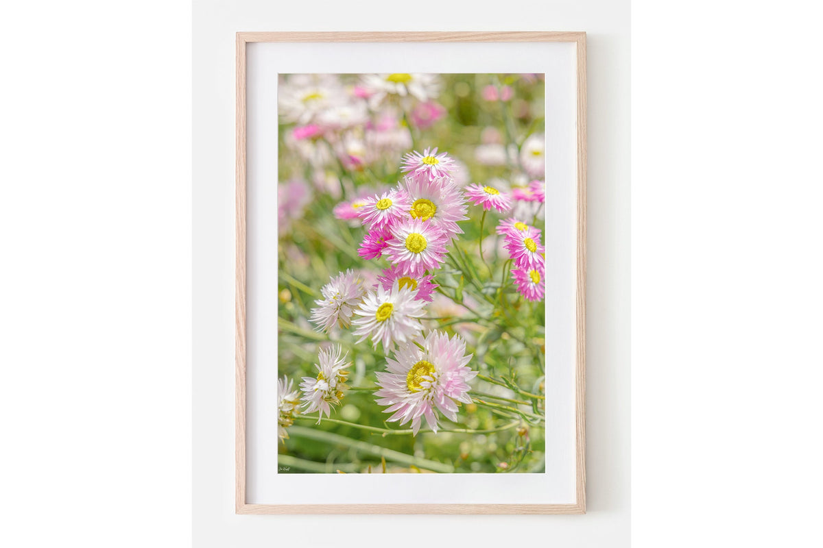 Blush strawflower print shown framed in oak with a white mat.