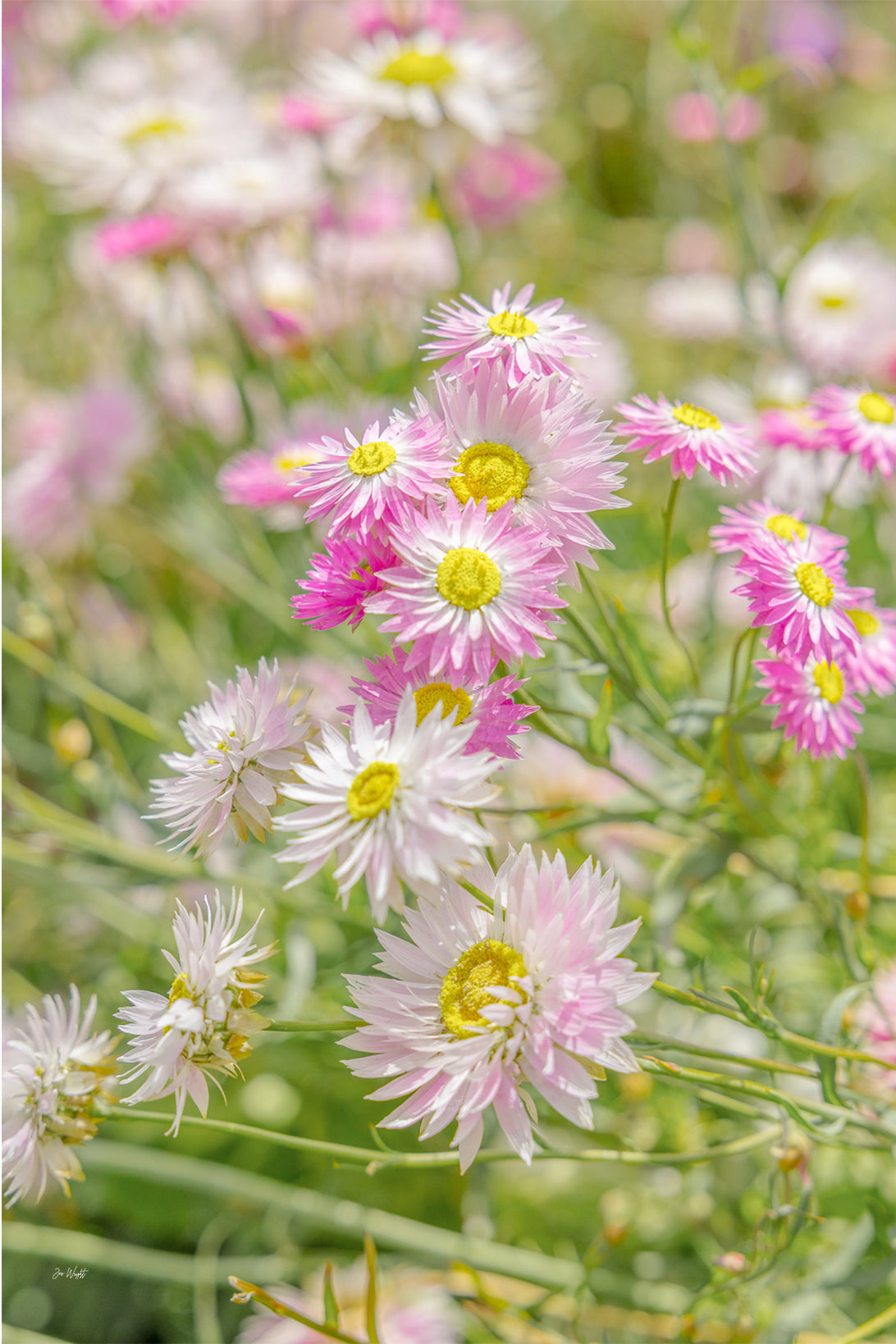 Pale pink and white strawflower daisies with yellow centres against a soft green blur, a floral wall print.