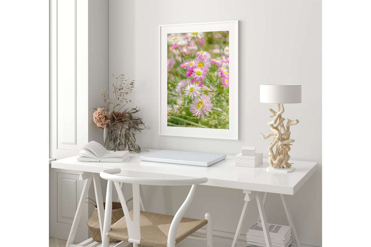 Blush strawflower print shown framed in white.