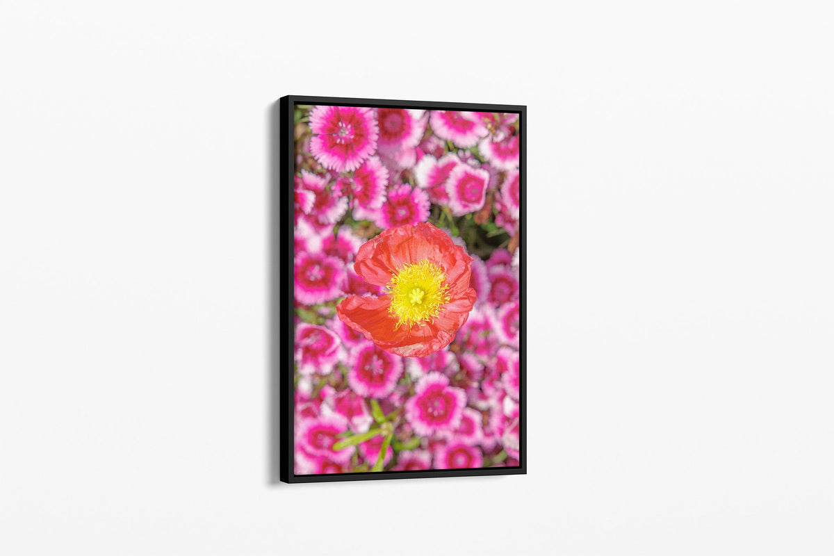 Poppy and pinks print shown as a canvas in a black float frame.