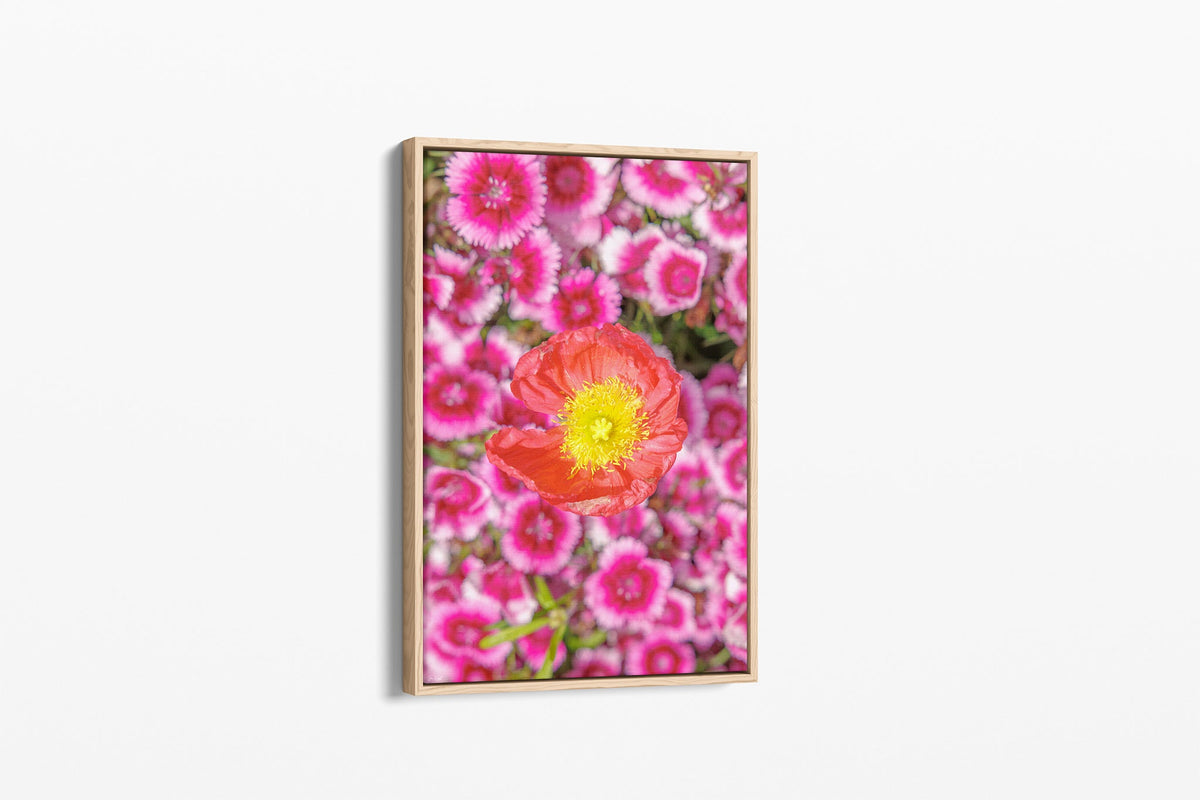 Poppy and pinks print shown as a canvas in an oak float frame.
