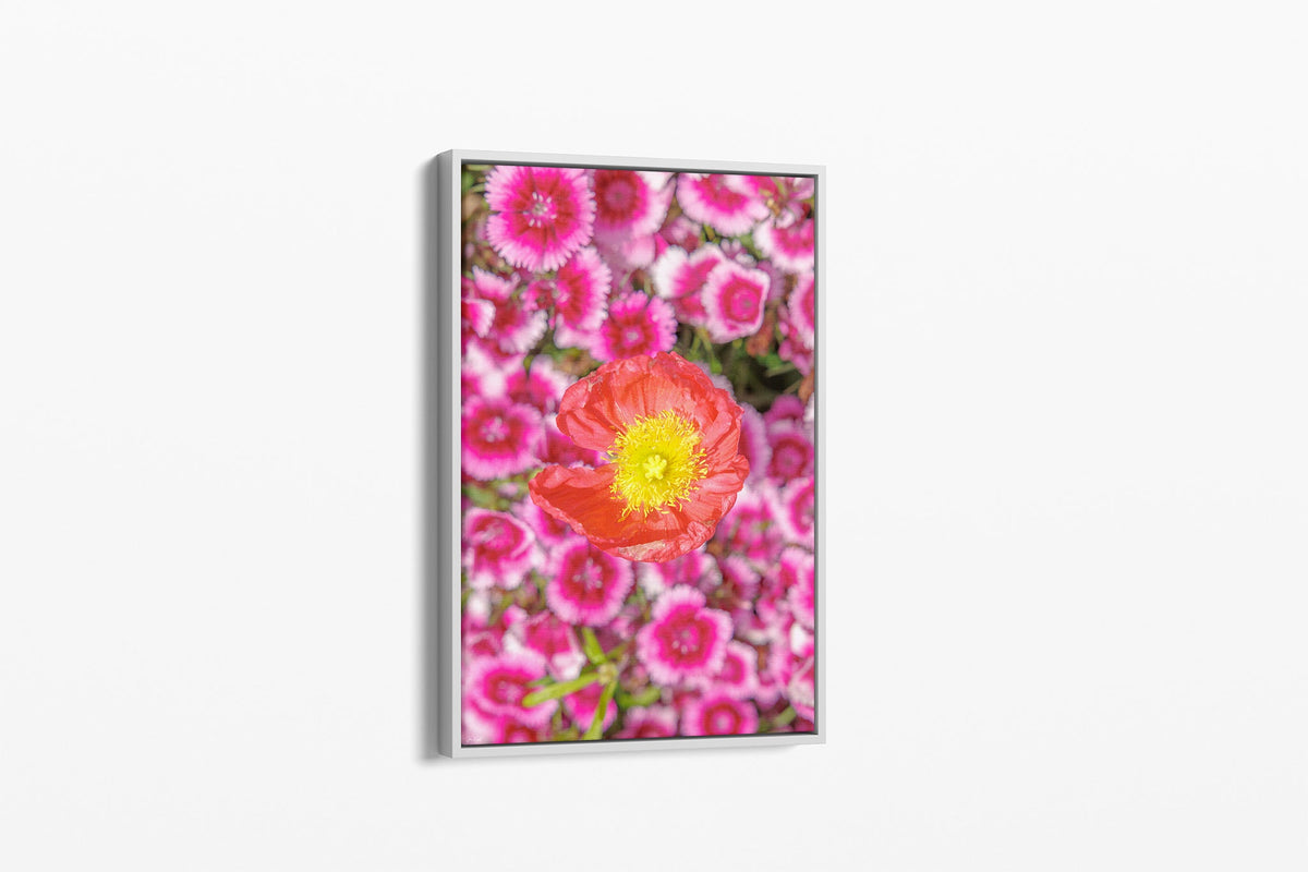 Poppy and pinks print shown as a canvas in a white float frame.