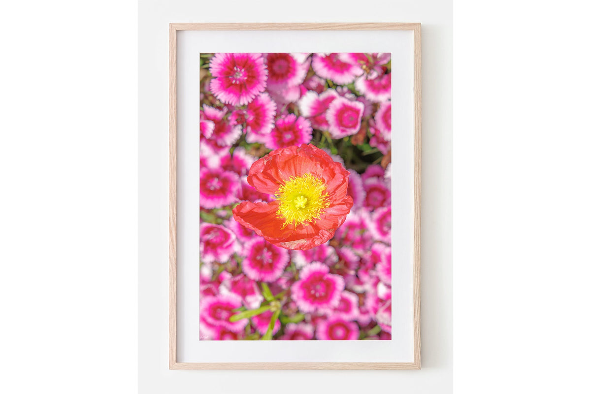 Poppy and pinks print shown framed in oak with a white mat.
