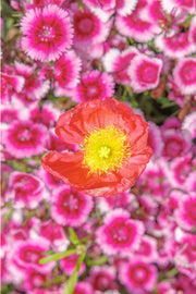 A single red-orange poppy with yellow stamens over a carpet of magenta and white pinks, a floral wall print.