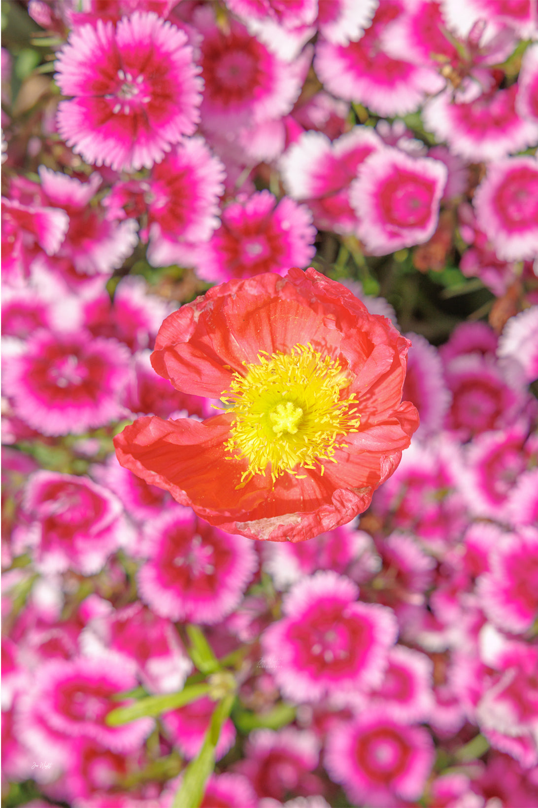 A single red-orange poppy with yellow stamens over a carpet of magenta and white pinks, a floral wall print.