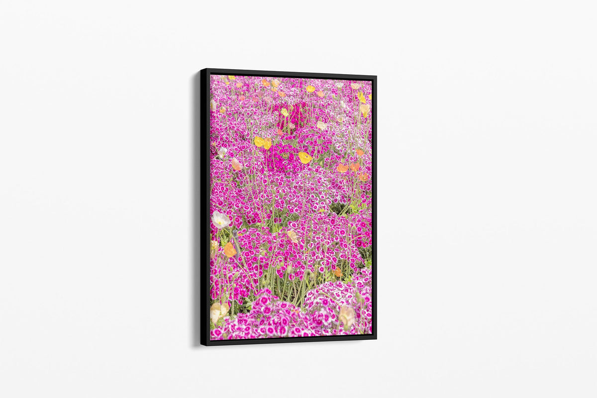 Sweet William carpet print shown as a canvas in a black float frame.