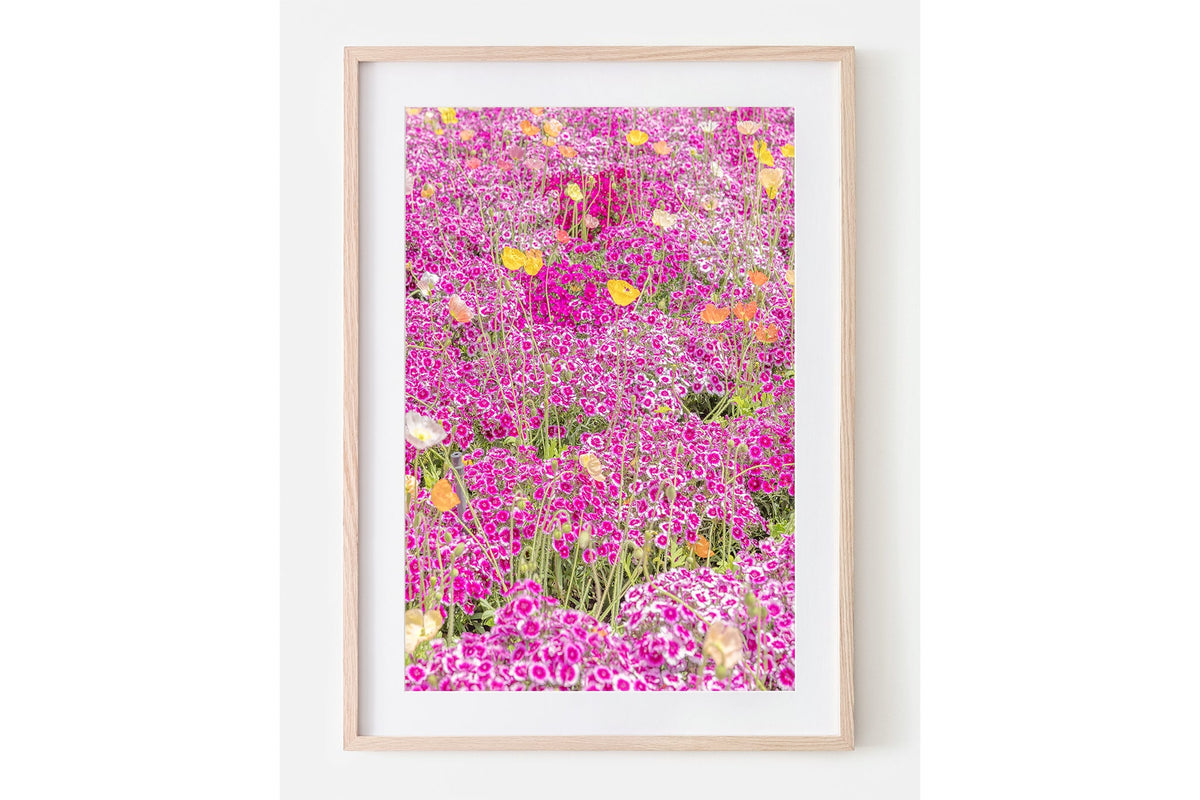 Sweet William carpet print shown framed in oak with a white mat.