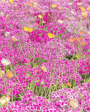 A carpet of magenta and white sweet william with yellow, orange and cream Iceland poppies scattered above, a floral wall print.