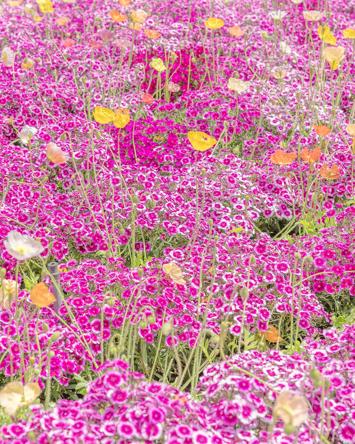 A carpet of magenta and white sweet william with yellow, orange and cream Iceland poppies scattered above, a floral wall print.