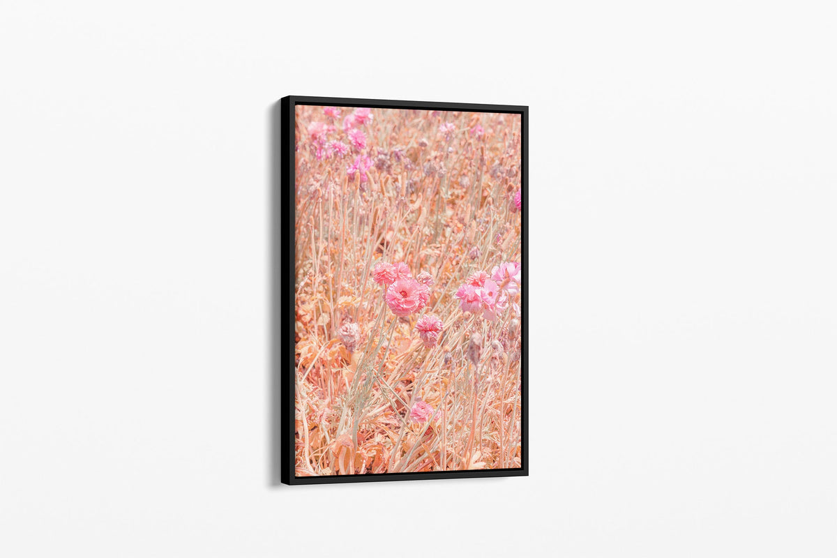 Faded ranunculus print shown as a canvas in a black float frame.