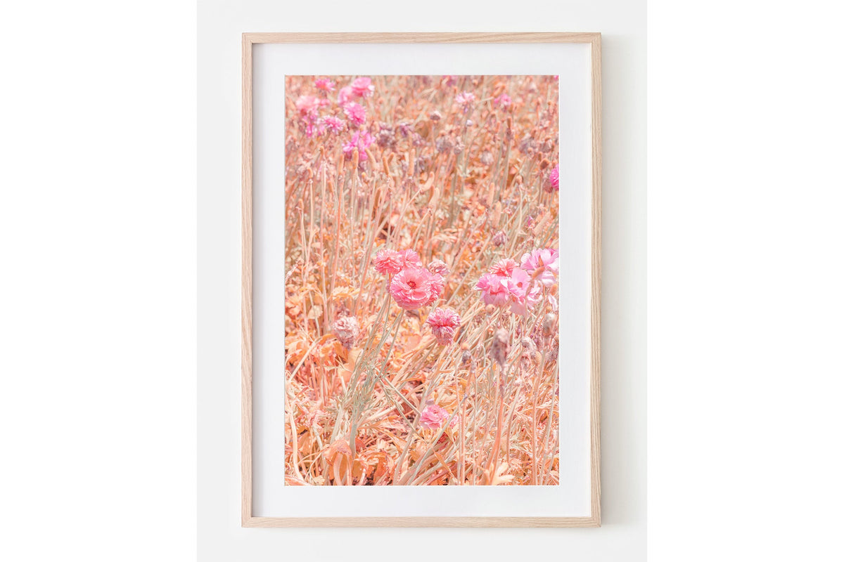 Faded ranunculus print shown framed in oak with a white mat.