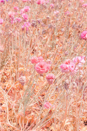 Pastel pink ranunculus blooms among wispy golden-peach stems and dried seed heads, a soft floral wall print.