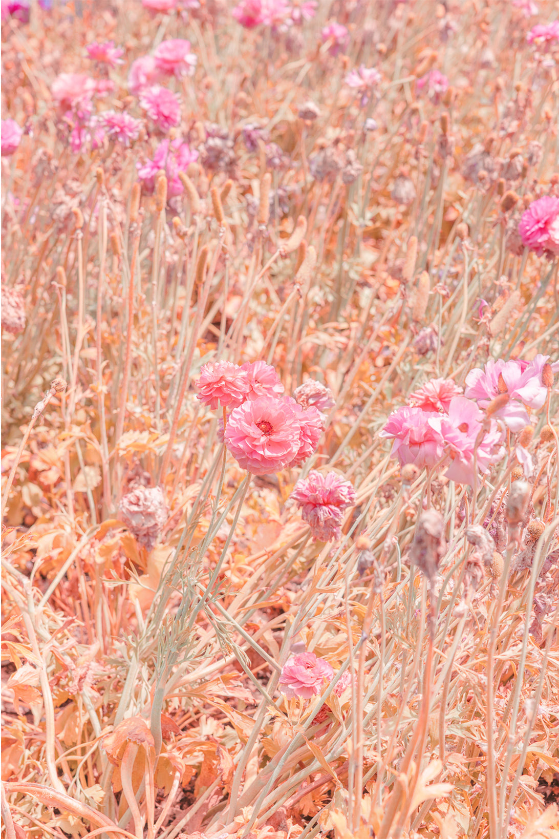 Pastel pink ranunculus blooms among wispy golden-peach stems and dried seed heads, a soft floral wall print.