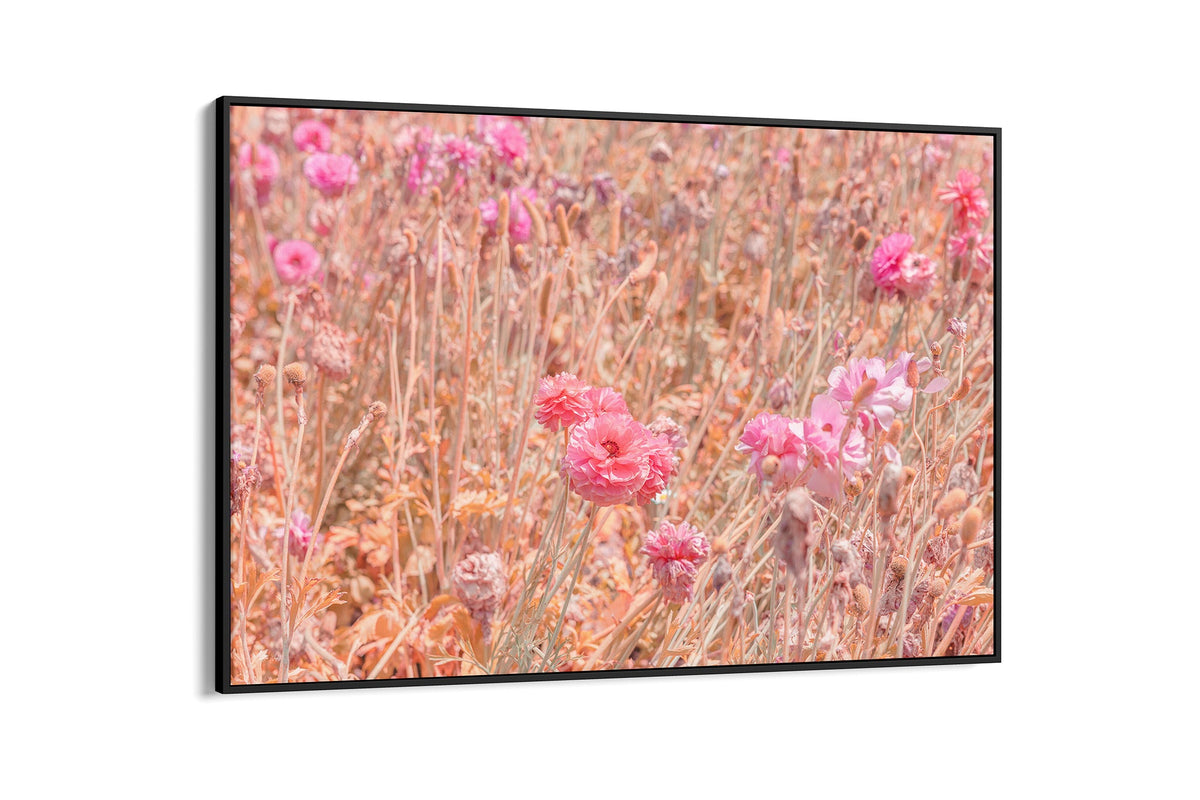 Faded ranunculus field print shown as a canvas in a black float frame.