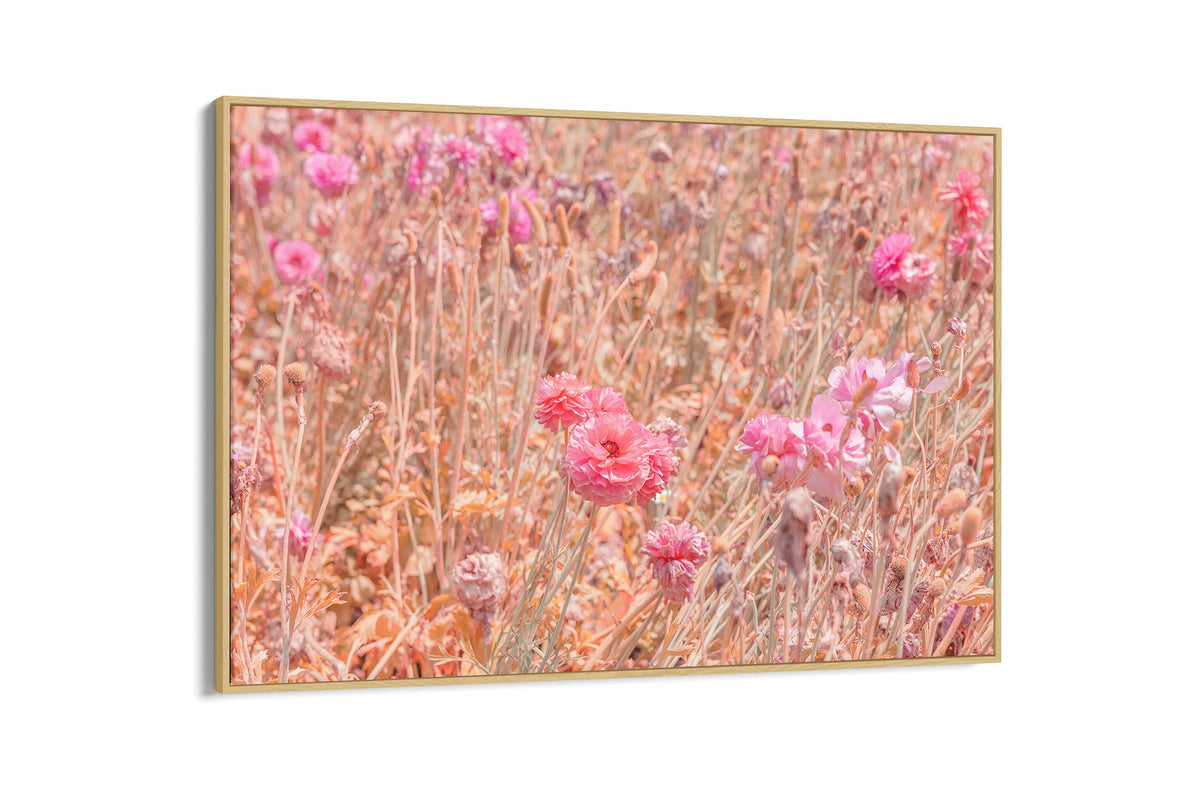 Faded ranunculus field print shown as a canvas in an oak float frame.