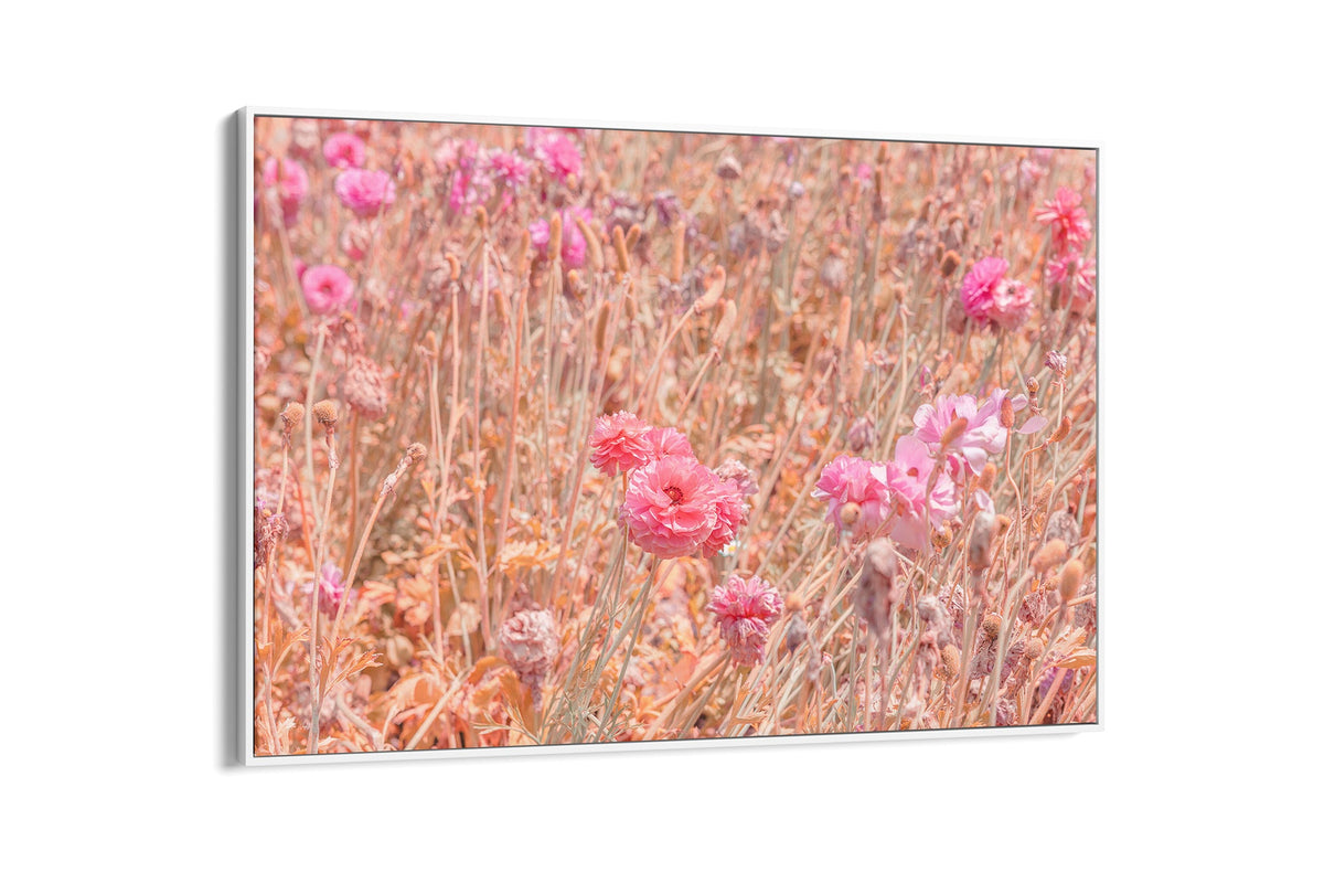 Faded ranunculus field print shown as a canvas in a white float frame.