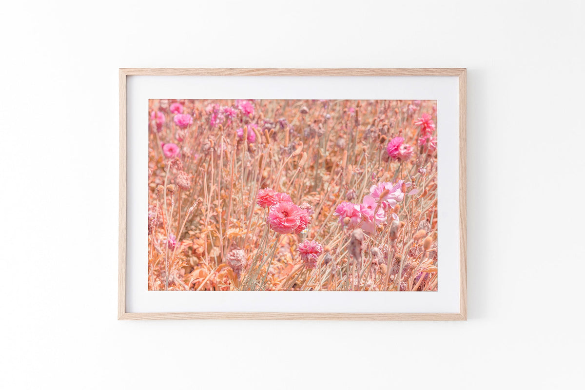 Faded ranunculus field print shown framed in oak.