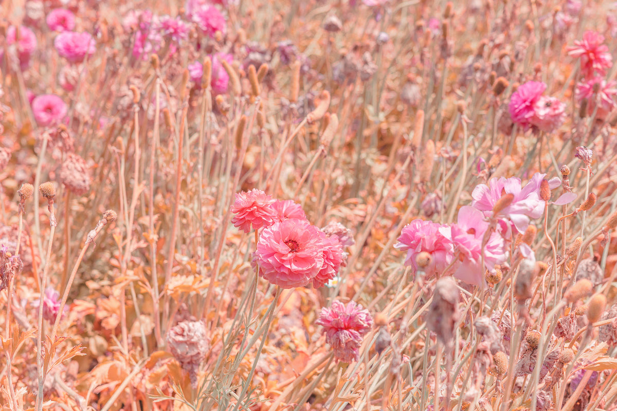 Pink ranunculus blooms among wispy golden-peach stems and seed heads across a wide pastel field, a floral wall print.
