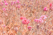 Pink ranunculus blooms among wispy golden-peach stems and seed heads across a wide pastel field, a floral wall print.