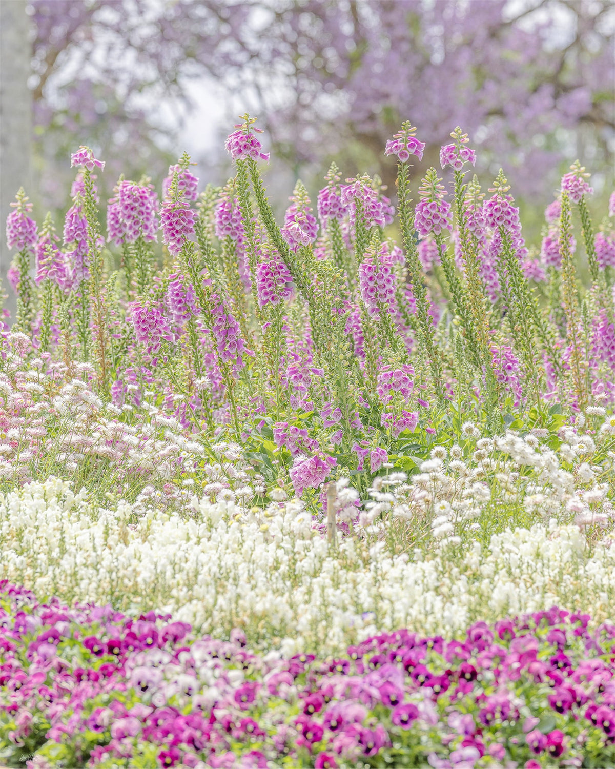 Pink foxgloves above white snapdragons and strawflowers with magenta pansies below and lilac blossom behind, a floral wall print.