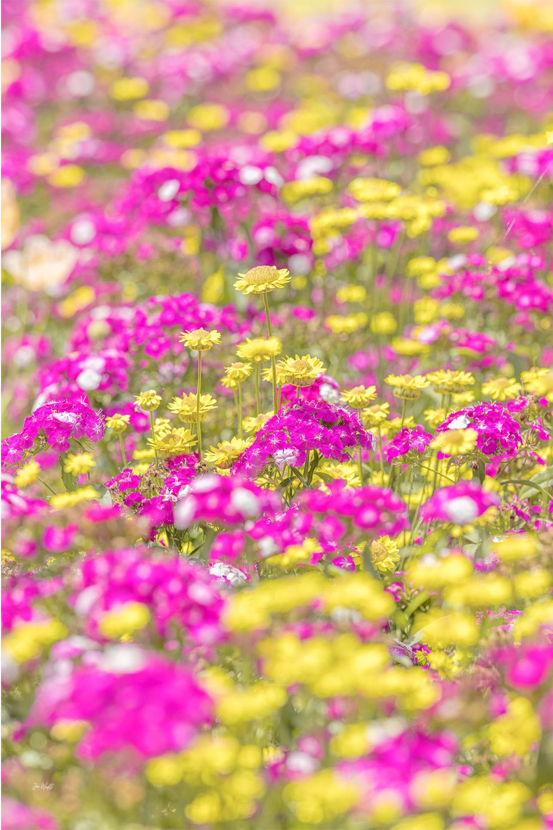 Magenta sweet william and sunny yellow daisies spread across a soft focus meadow, a bright floral wall print.
