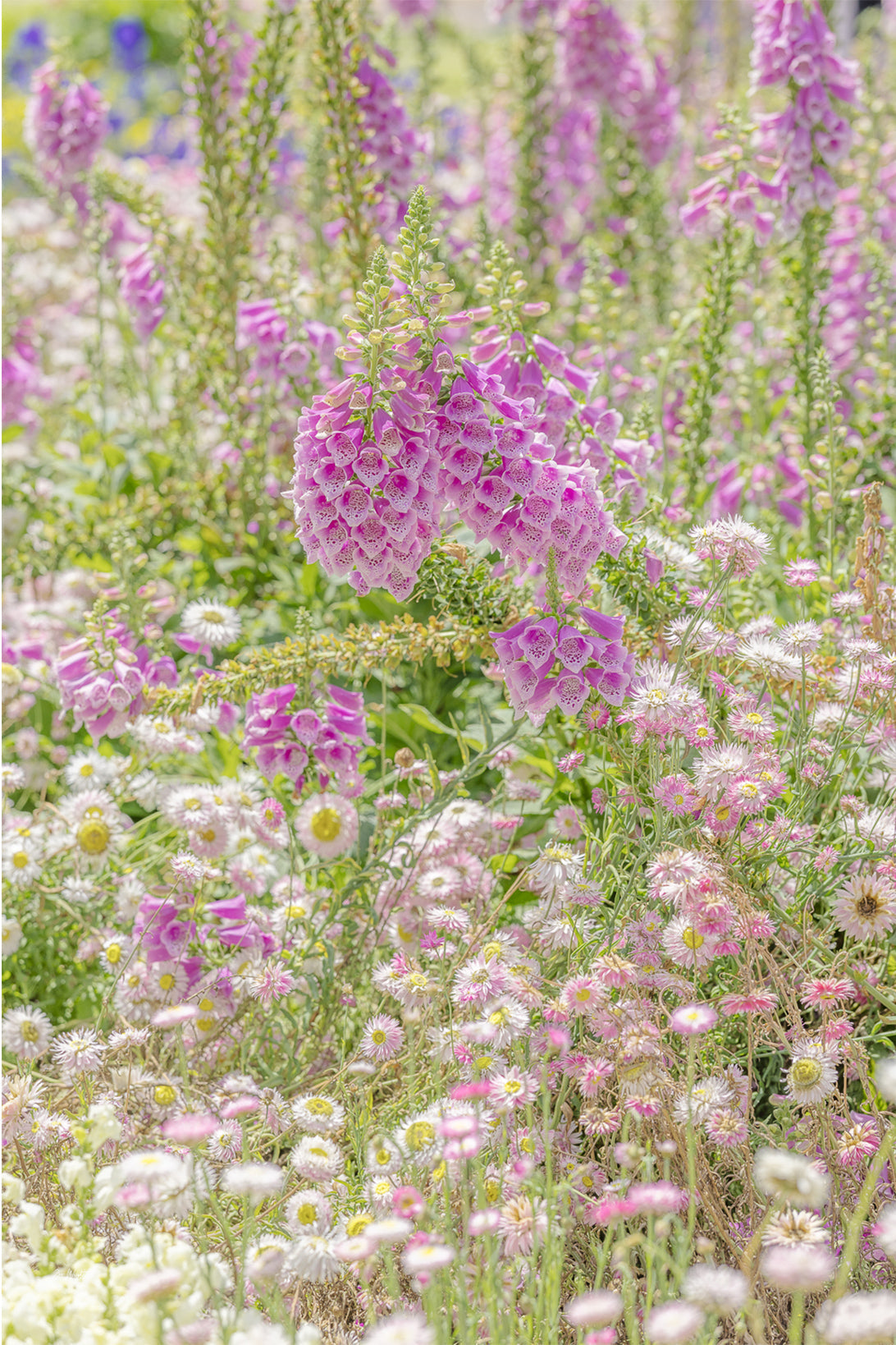 Tall lilac foxgloves rising over pink and white strawflower daisies in a soft layered meadow, a floral wall print.