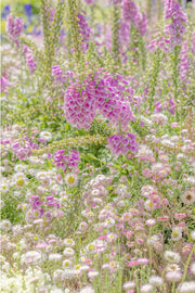 Tall lilac foxgloves rising over pink and white strawflower daisies in a soft layered meadow, a floral wall print.