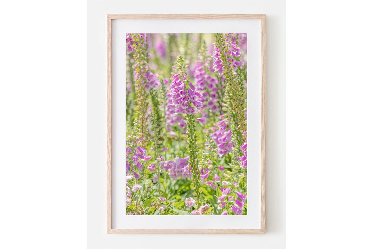 Lilac foxglove print shown framed in oak with a white mat.