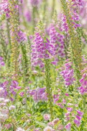 Lilac foxglove spires with spotted bells and fresh green stems in bright light, a floral wall print.