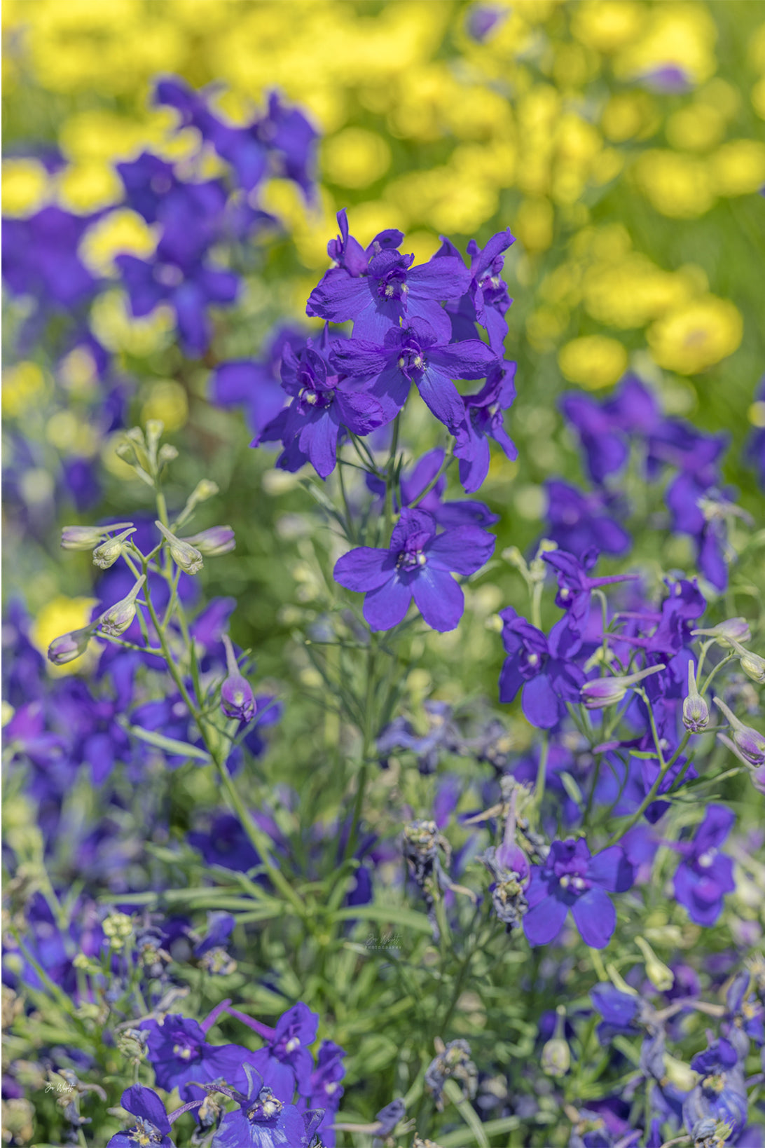 Deep violet-blue larkspur flowers in sharp focus against a wash of sunny yellow blooms, a floral wall print.