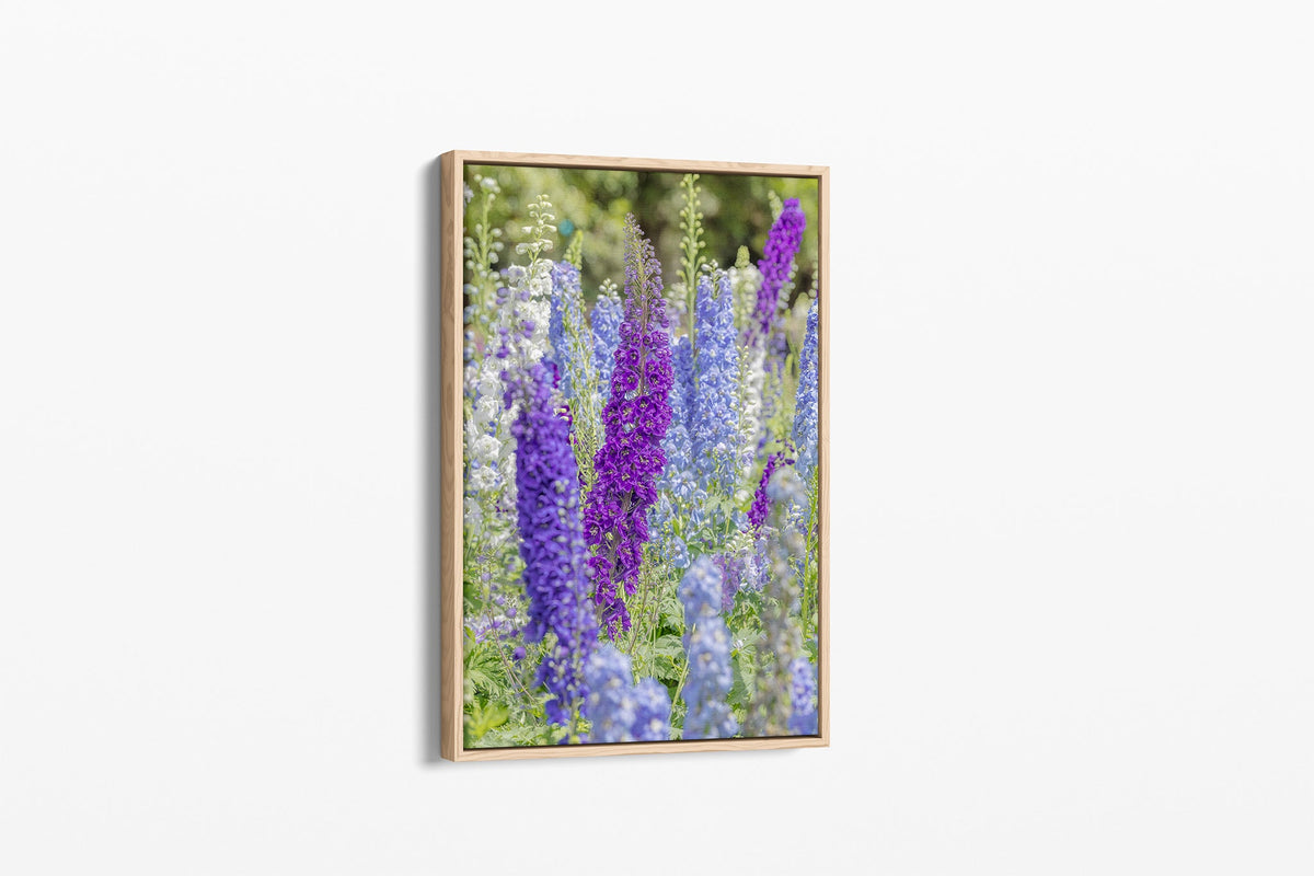 Delphinium print shown as a canvas in an oak float frame.