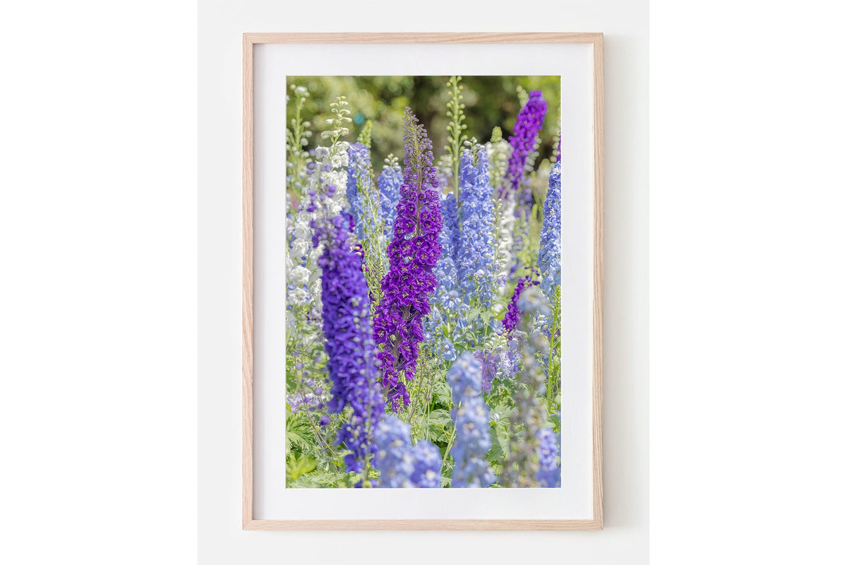 Delphinium print shown framed in oak with a white mat.