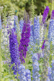 Tall spires of purple, sky blue and white delphiniums against a blurred green garden, a floral wall print.
