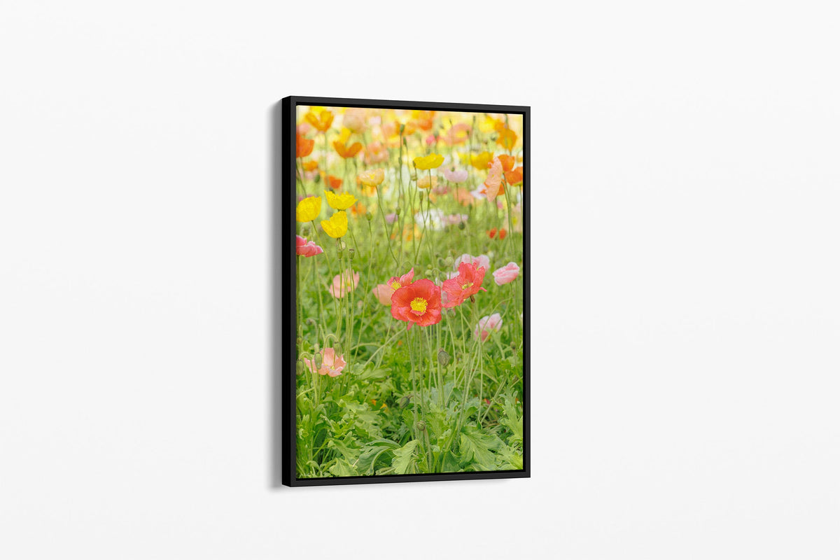 Iceland poppy print shown as a canvas in a black float frame.
