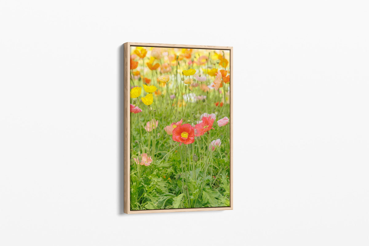 Iceland poppy print shown as a canvas in an oak float frame.